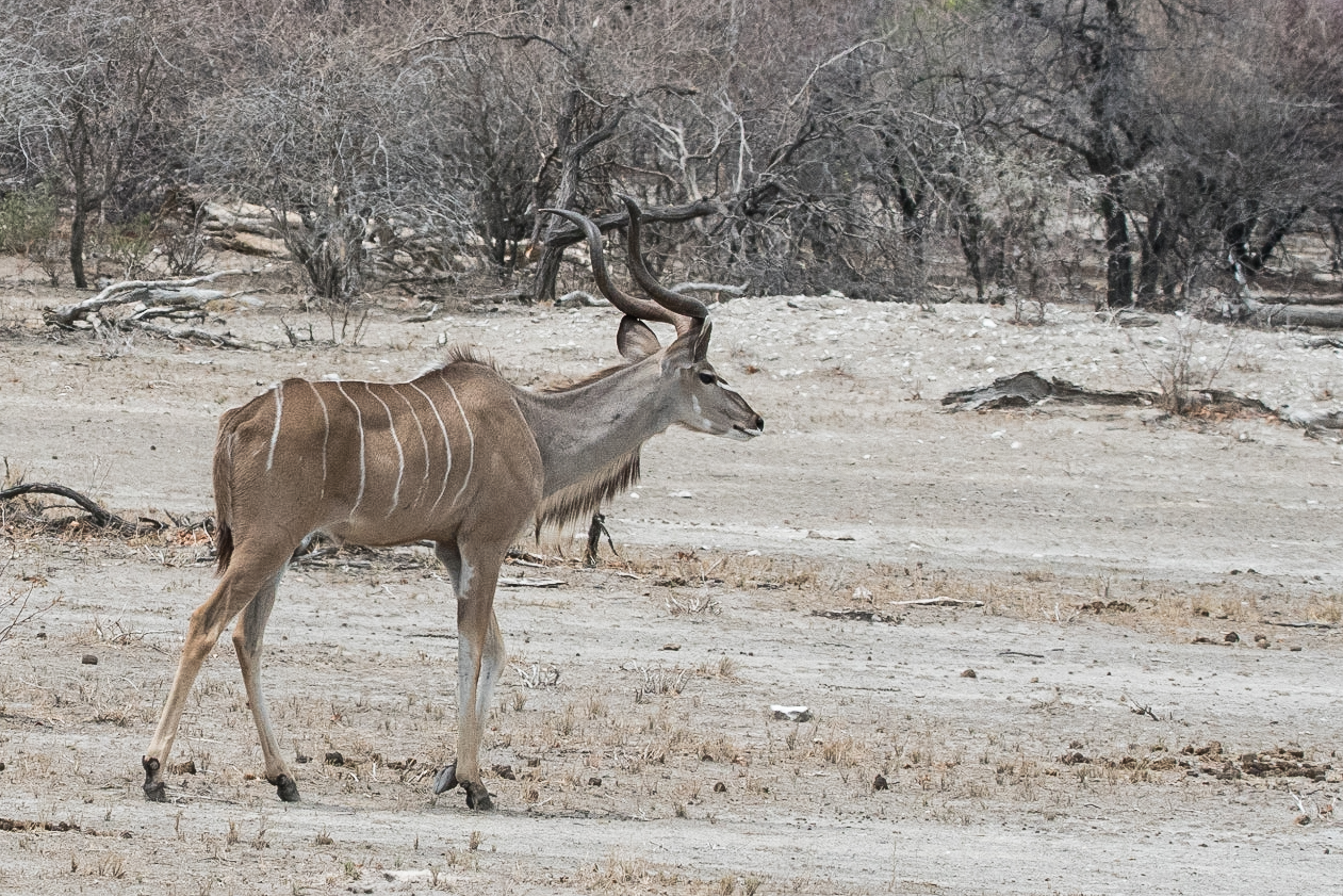 Grand koudou (Greater kudu, Tragelaphus strepsiceros), jeune mâle efflanqué, Namutoni, Parc National d'Etosha, Namibie. 